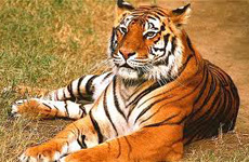 Wildlife Tour to India