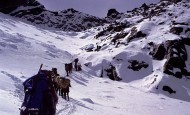 Langtang Gangja Pass Trek
